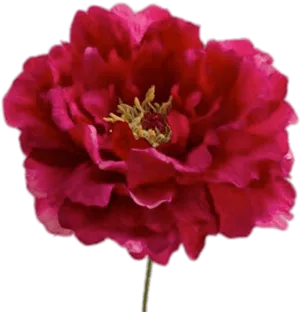 Vibrant Red Peony Flower PNG