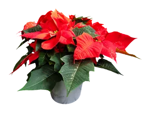 Vibrant Red Poinsettia Plant