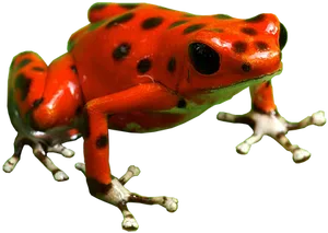 Vibrant Red Poison Dart Frog PNG image
