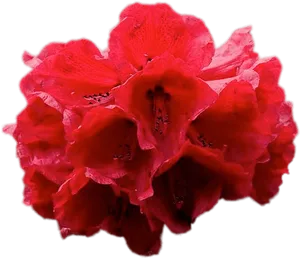 Vibrant Red Rhododendron Flower Isolated PNG image