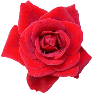 Vibrant Red Rose Black Background