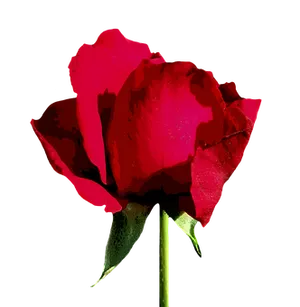 Vibrant Red Rose Black Background