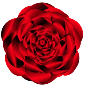 Vibrant Red Rose Black Background