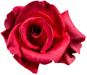 Vibrant Red Rose Black Background