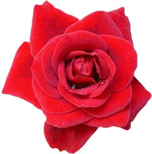 Vibrant Red Rose Black Background PNG image