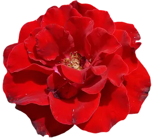 Vibrant Red Rose Black Background