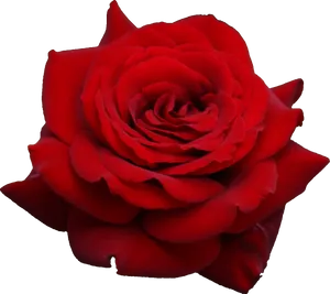 Vibrant Red Rose Black Background.jpg