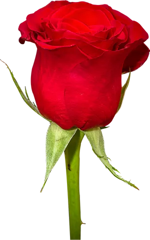 Vibrant Red Rose Black Background.jpg