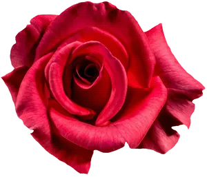 Vibrant Red Rose Black Background