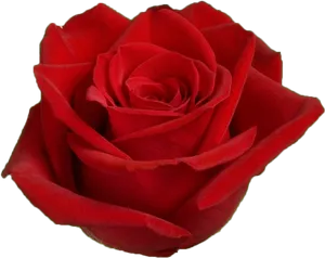 Vibrant Red Rose Closeup.png