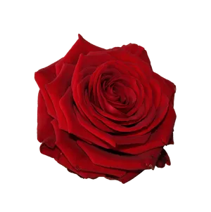 Vibrant Red Rose Flower