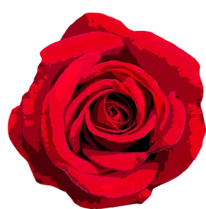 Vibrant Red Rose Graphic