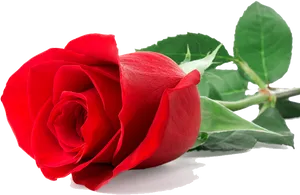 Vibrant Red Rose Isolated PNG image