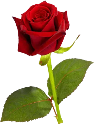 Vibrant Red Rose Isolated