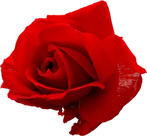 Vibrant Red Rose Isolated