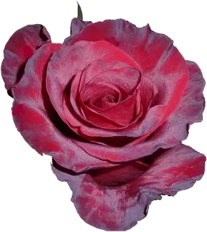 Vibrant Red Rose Isolated.png PNG image