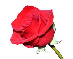Vibrant Red Rose Isolated.png