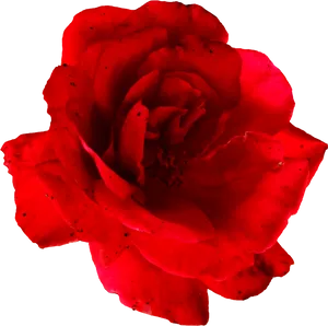Vibrant Red Rose Isolated.png