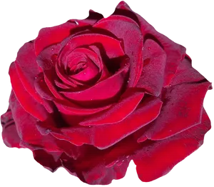 Vibrant Red Rose Isolated.png PNG image