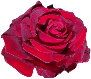 Vibrant Red Rose Isolated.png