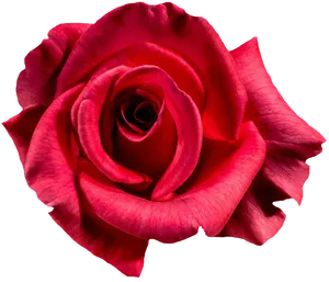 Vibrant Red Rose Isolated.png