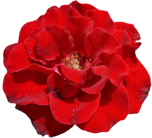 Vibrant Red Rose Isolated.png