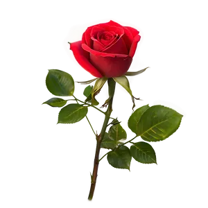 Vibrant Red Rose PNG Txl81