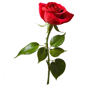 Vibrant Red Rose PNG Vot3