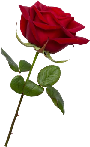 Vibrant Red Rose Stem PNG image