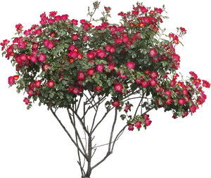 Vibrant Red Rose Tree Flourishing PNG image
