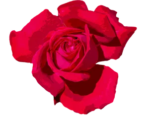 Vibrant Red Roseon Black Background.jpg