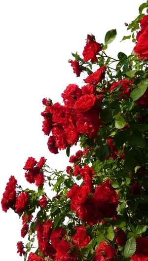 Vibrant_ Red_ Roses_ Against_ Sky