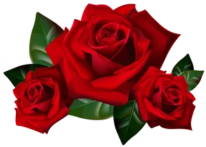 Vibrant Red Roseson Black