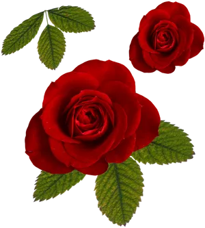 Vibrant Red Roseson Black Background