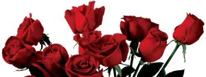 Vibrant Red Roseson Black Background PNG image