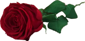 Vibrant Red Rosewith Green Leaves.png