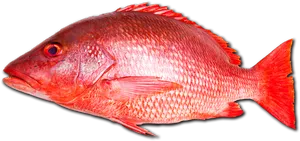 Vibrant Red Snapper Fish