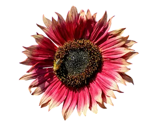 Vibrant Red Sunflower Black Background PNG image