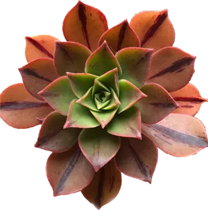 Vibrant Red Tipped Succulent PNG image