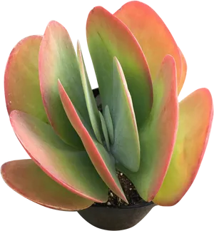 Vibrant Red Tipped Succulent PNG image