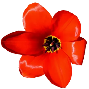 Vibrant_ Red_ Tulip_ Closeup.png PNG image