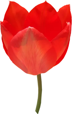 Vibrant Red Tulip Single Bloom PNG image