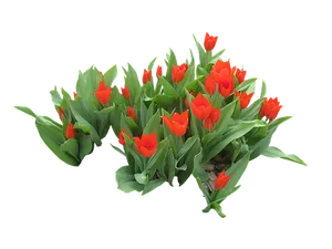 Vibrant_ Red_ Tulips_ Black_ Background PNG image
