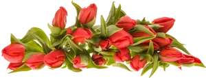 Vibrant_ Red_ Tulips_ Bouquet.png PNG image