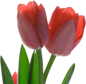 Vibrant Red Tulips Transparent Background PNG image