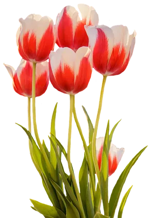 Vibrant Red White Tulips PNG image