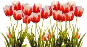 Vibrant Red White Tulips PNG image