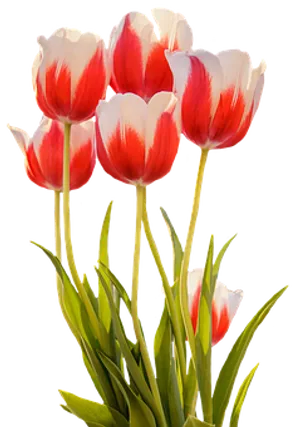 Vibrant Red White Tulips Black Background PNG image