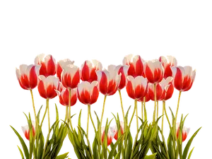 Vibrant Red White Tulips Black Background.jpg PNG image
