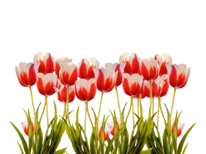 Vibrant Red White Tulips Black Background.jpg PNG image